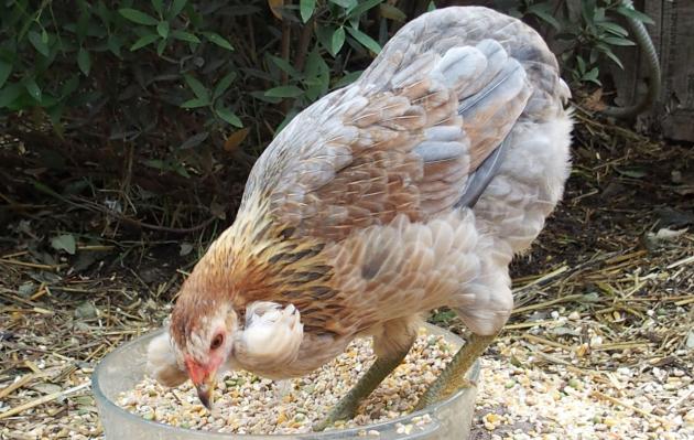 15072015 picatchou araucana avec des toupets d oreilles