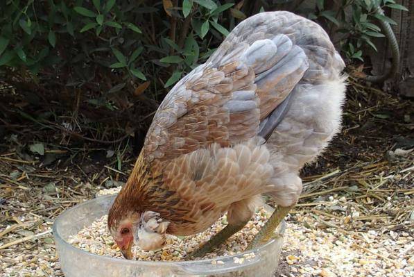 15072015 picatchou araucana les pieds dans le plat