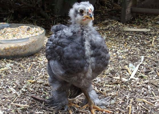 15072015 poussin cochin bleu de 4 semaines et demi 1