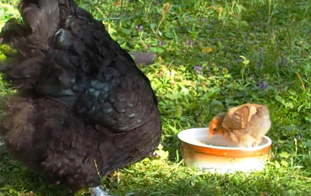 15072015 tipex les pieds dans le plat 1