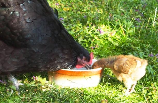 15072015 tipex poussin orpington de 17 jours mange