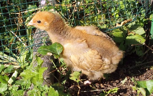 15072015 tipex poussin orpington fauve dore a 17 jours