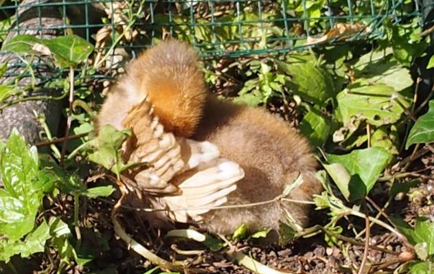 15072015 tipex poussin orpington fauve dore fait sa toilette