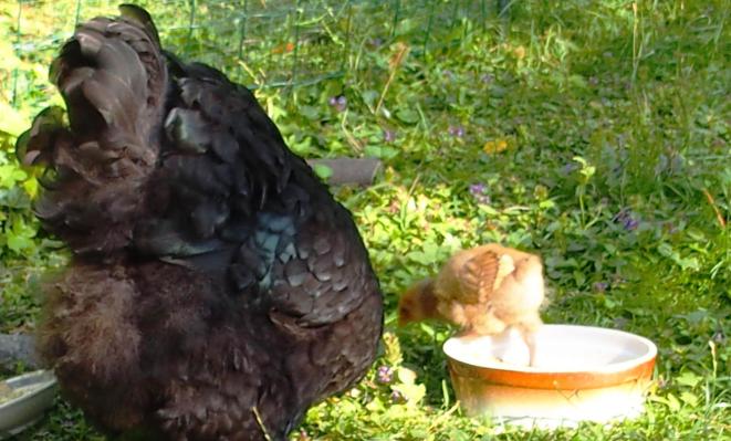 15072015 tipex sortant du plat