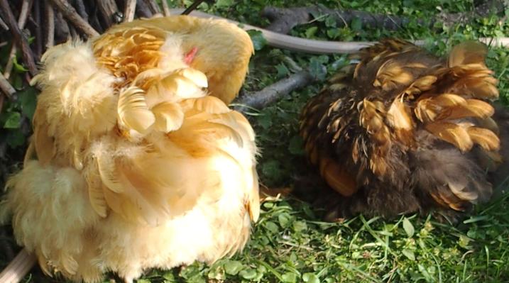 15072015 toilette de poules en mue