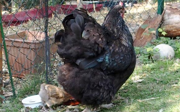 15072015 zoe et tipex