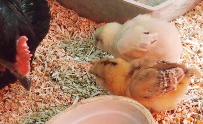 16042015 poussin araucana a queue et patachou 2