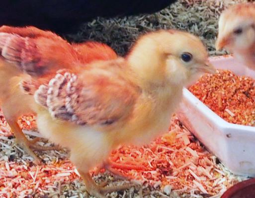 16042015 poussins araucana de 1 semaine 1