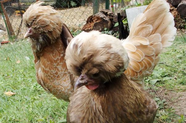 16072015 chocolat et estia hollandaise huppee et padoue bis