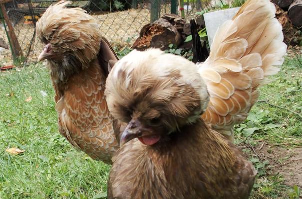 16072015 chocolat et estia hollandaise huppee et padoue