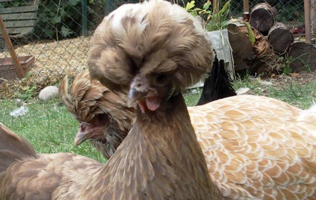 16072015 koala portrait de hollandaise huppee