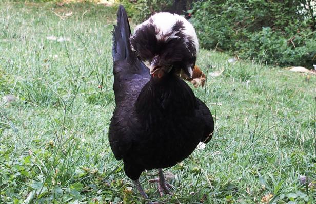 16072015 koala poule hollandaise a huppe a chaud