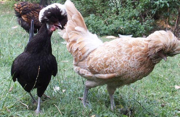 16072015 koala poule hollandaise huppee a chaud