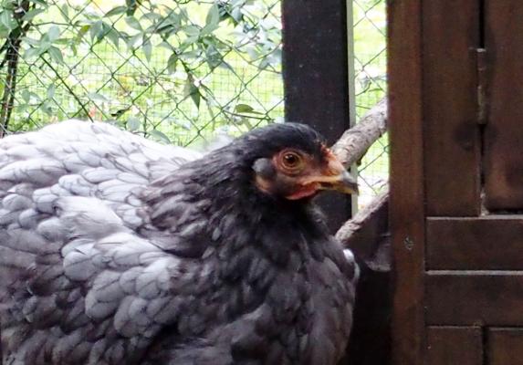 16102015 blackberry poulette cochin perchee