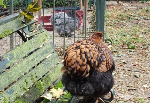 16102015 fannie et patachou apres le gouter