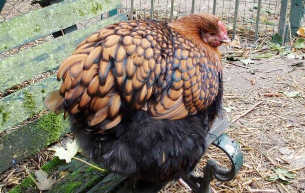 16102015 fannie poule ofaln morose sur ba c moussu