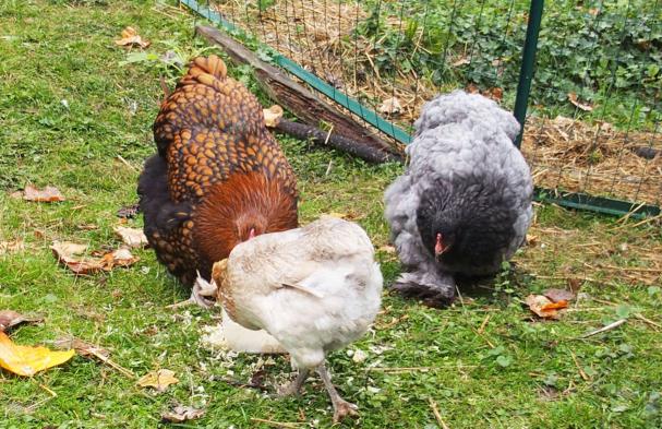 16102015 gouter des jeunes