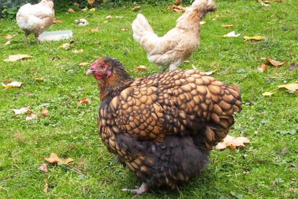 16102015 liserette poule ofaln en mue 1