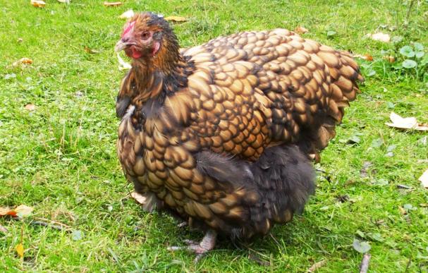 16102015 liserette poule ofaln en mue