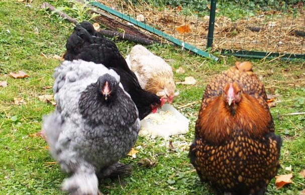 16102015 patachou et fannie au gouter 1