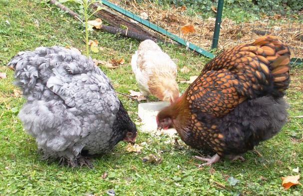 16102015 patachou et fannie au gouter 2