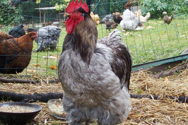 16102015 patty au moment du gouter 1