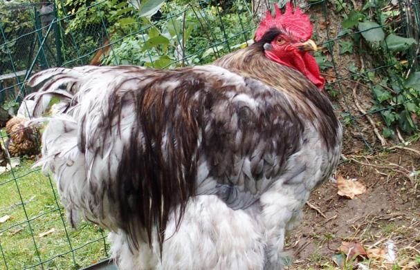 16102015 patty coq cochin en mue avec moue morose