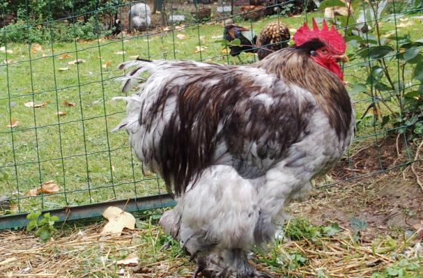 16102015 patty coq cochin en mue perche