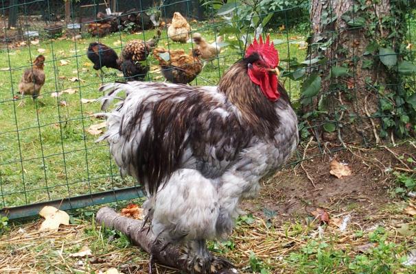 16102015 patty coq cochin en mue