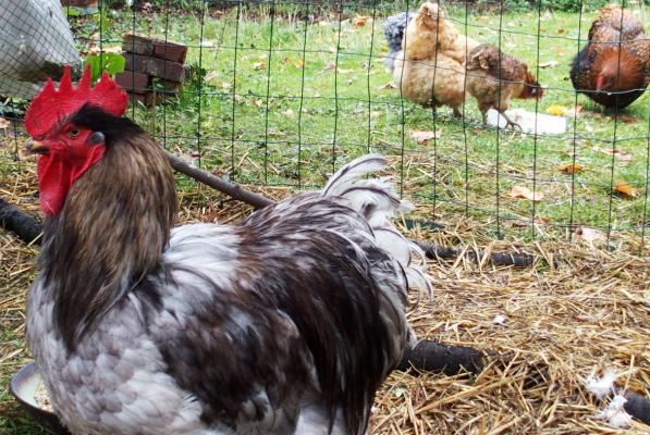 16102015 patty dans son enclos