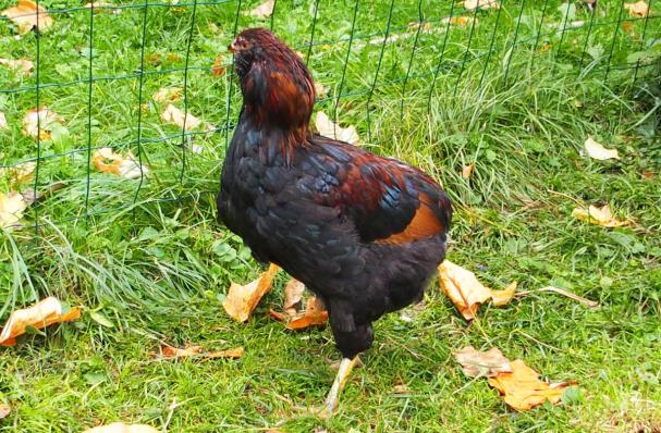 16102015 tac jeune coq araucana 1