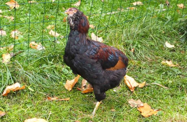 16102015 tac jeune coq araucana 3