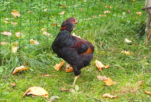 16102015 tac jeune coq araucana 5