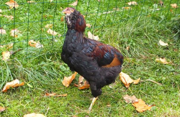 16102015 tac jeune coq araucana