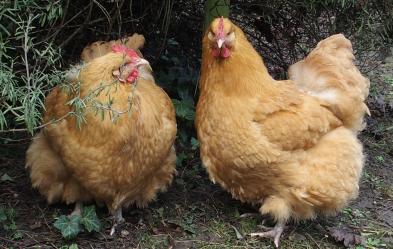 17022015 orpis fauve sous le romarin 2