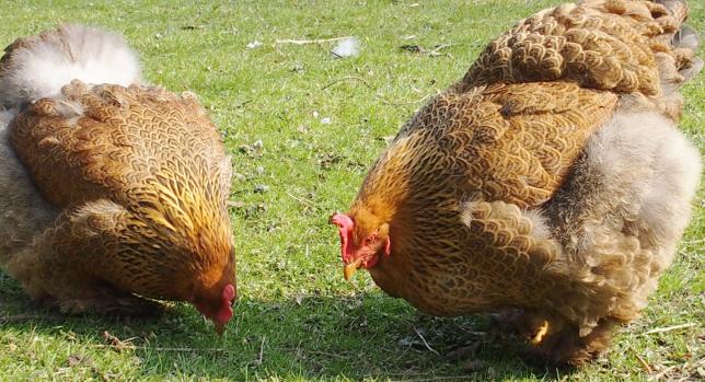 17032015 cochins broutent