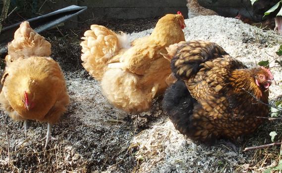 17032015 odal et orpis fauves sur tas de fumier 2