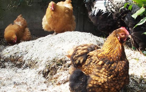 17032015 odal et orpis fauves sur tas de fumier