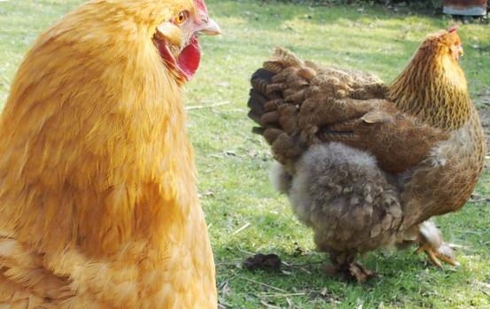 17032015 orpi fauve et cochin 2