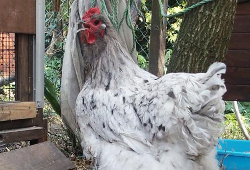 Splashie, grande Orpington splash