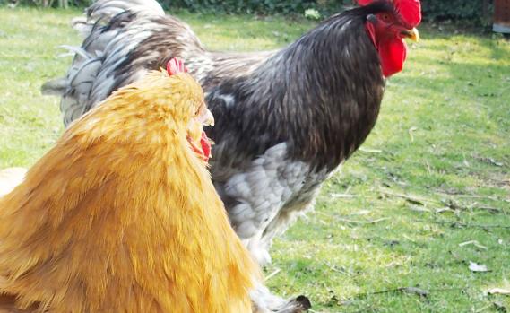 17032015 patty et orpi fauve