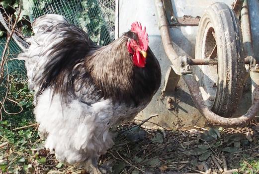 17032015 patty musarde