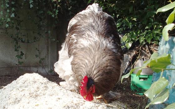 17032015 patty sur le tas de litiere