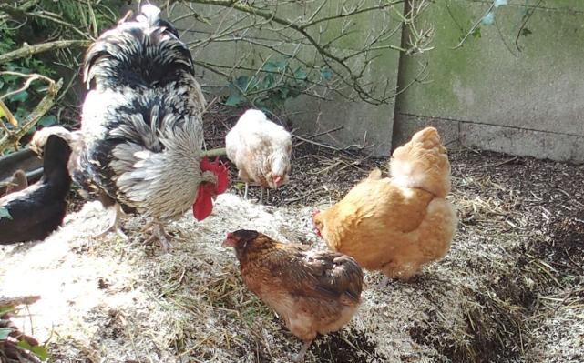 17032015 sur le fumier 1