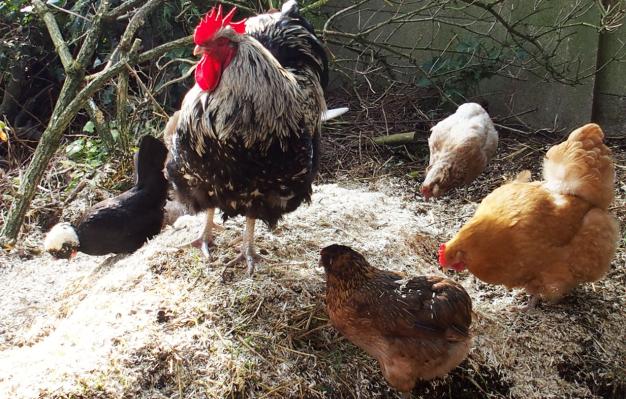 17032015 sur le fumier 2