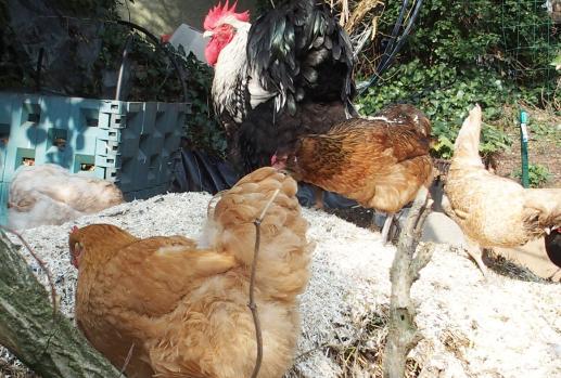 17032015 sur le fumier 5