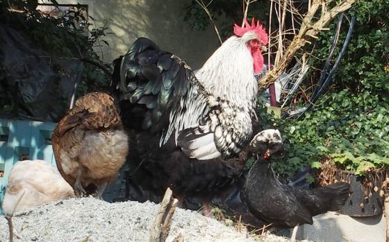 17032015 sur le fumier 6