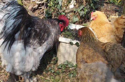 17032015 trio dans le pot 1