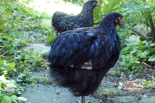 17062016 poulettes orpington argente de 2 mois et demi