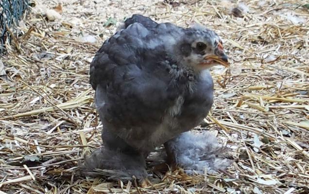 17072015 blacberry poussin croise de 5 semaines